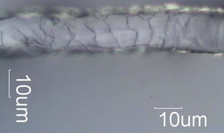 Wool Cuticle